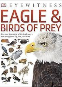 Eagle & Birds of Prey