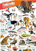 DKfindout! Animals Poster
